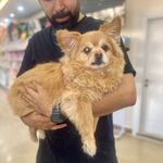 کلینیک دامپزشکی رد کارپت