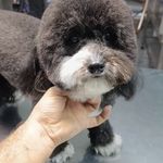 کیلینیک دامپزشکی و آرایشگاه حیوانات کارو