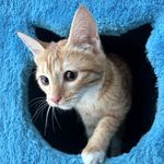 پانسیون تخصصی گربه لونا در بام لند چیتگر