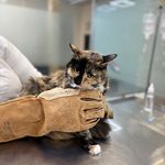 درمانگاه دامپزشکی های پت