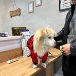 کلینیک دامپزشکی پت لند