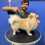 خدمات آرایشگری حیوانات خانگی عرب حلوایی