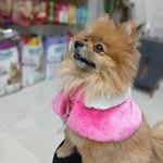 پت شاپ سزار