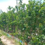نهال درخت گل و گیاه فروشی