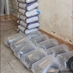 توزیع ماهی کپور  آمور جهت پرورش در استخر