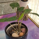 فروش گیاهان آپارتمانی شیلا