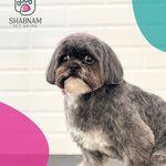 آرایشگاه حیوانات خانگی و پت شاپ