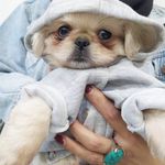 درمانگاه دامپزشکی های پت