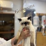 درمانگاه دامپزشکی های پت