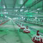 تجهیزات مرغداری ماکیان صنعت