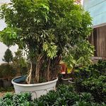 گلخانه دانژه