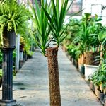 بازار گل لشگری