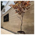 آموزشگاه موسیقی دارکوب