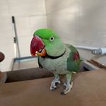 مجتمع درمانی دامپزشکی مهر(دکتر عباسی)