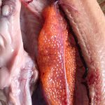 ماهی زنده قزل آلا و سالمون قزل پارک