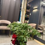 سولارایکس دولت