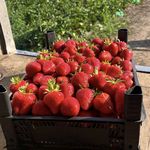 میوه وتره باریزدانی