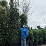 تولید و توزیع گل و گیاه قلب سبز