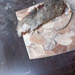 سمپاش سم پاشی سوسک ریز ساس کنه در شیراز