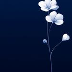 گل و گیاه گرشاسبی