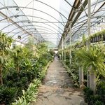 بازار گل لشگری