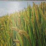 فروشگاه برنج پاسارگاد کیان