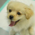 کلینیک دامپزشکی روژمان