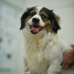 کلینیک دامپزشکی روژمان