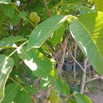 نهال درخت گل و گیاه فروشی