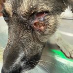 کیلینیک دامپزشکی و پت شاپ داروین