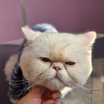 آرایشگاه حیوانات خانگی و پت شاپ پتیوا