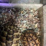 متخصص ساخت انواع آکواریوم و تراریوم