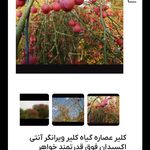 عطاری صحت