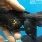 آکواریم نایجر