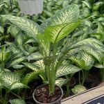 golkad-yasin | گلکده یاسین