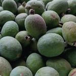 فروش محصولات محلی و خانگی saheb garden
