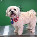 هتل پانسیون خانه دوم(پانسیون حیوانات)