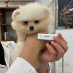 درمانگاه دامپزشکی های پت