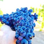 نهالستان انگور رویان تاک