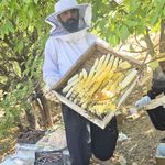 عسل کوهرنگ شعبه کیان
