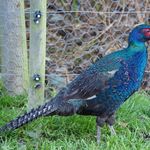 پرورش و فروش پرندگان زینتی جعفری