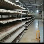 قالیشویی ابریشم اصل پردیس