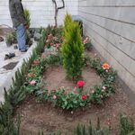 خدمات باغبانی هرس کاری صاحبدل