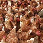 مجموعه مرغ تخمگذار لوهمن
