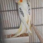 پرورش  تخصصی طوطی سانان متوسط جثه