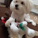 تربیت سگ ها آتوسا همتی