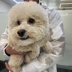 درمانگاه دامپزشکی های پت