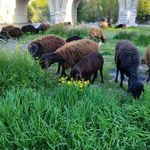 رستوران مزرعه سبز الیزه