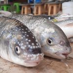 ماهی فروشی(ترابی)