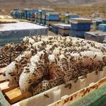 عسل لواسان رسپینا